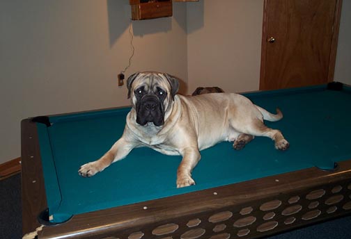 Archie laying on pool table 2-03.jpg (22259 bytes)