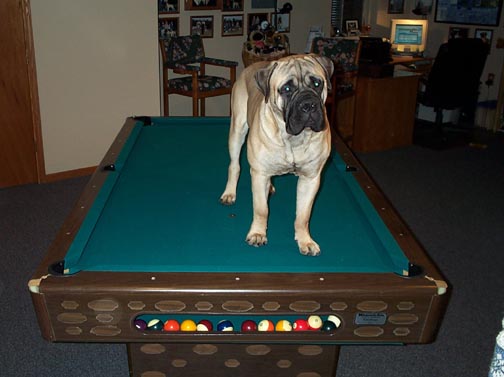 Archie standing on pool table 2-03.jpg (30525 bytes)